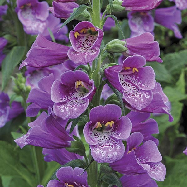 Digitalis Dalmatian Flower Plants Collection - Image 3