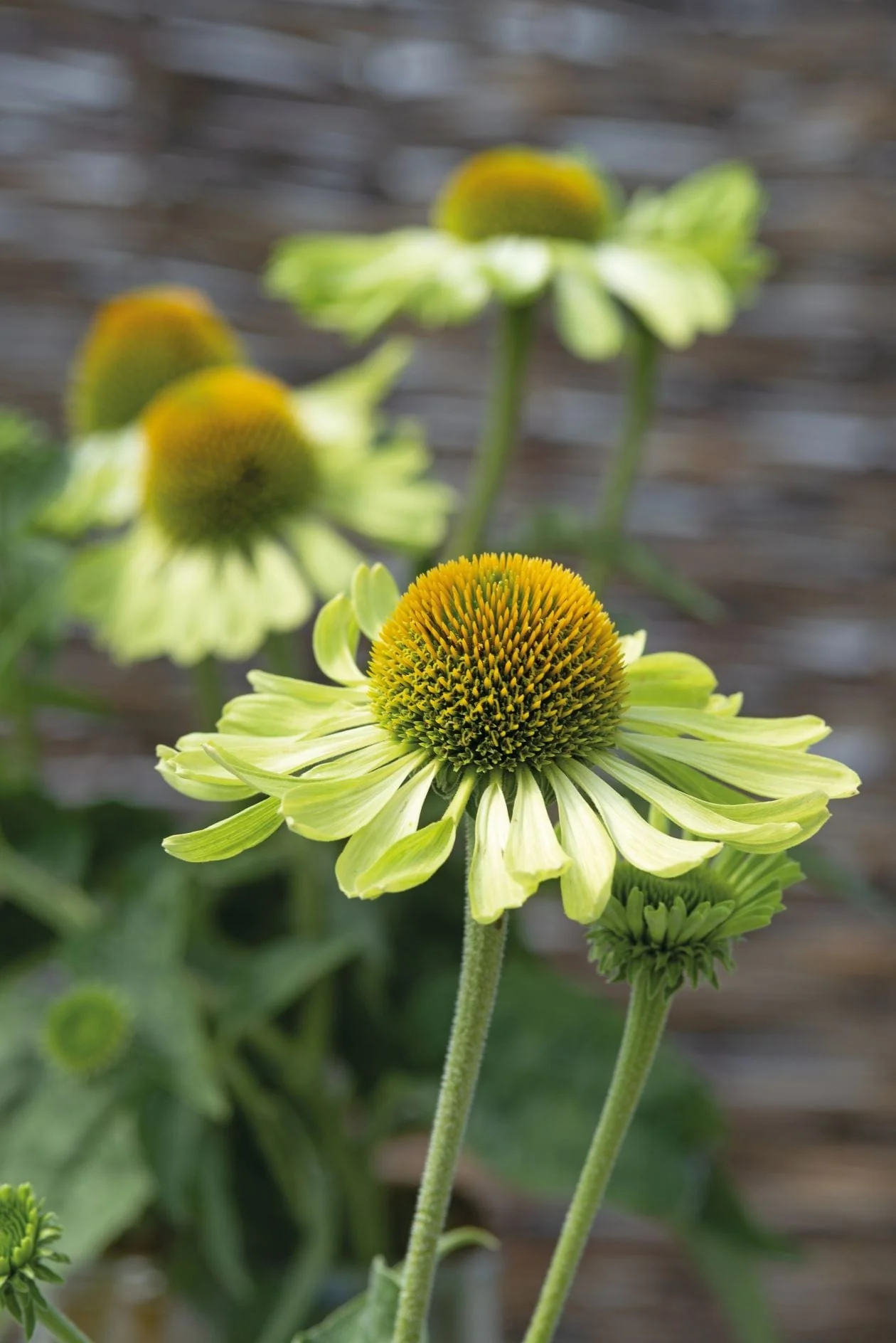Echinacea Alan's Pride Seeds - Image 3