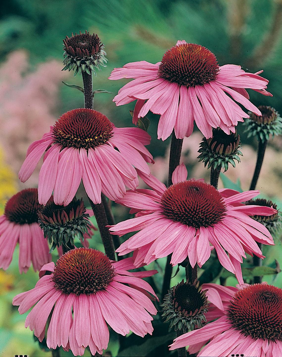Echinacea Bravado Seeds - Image 3