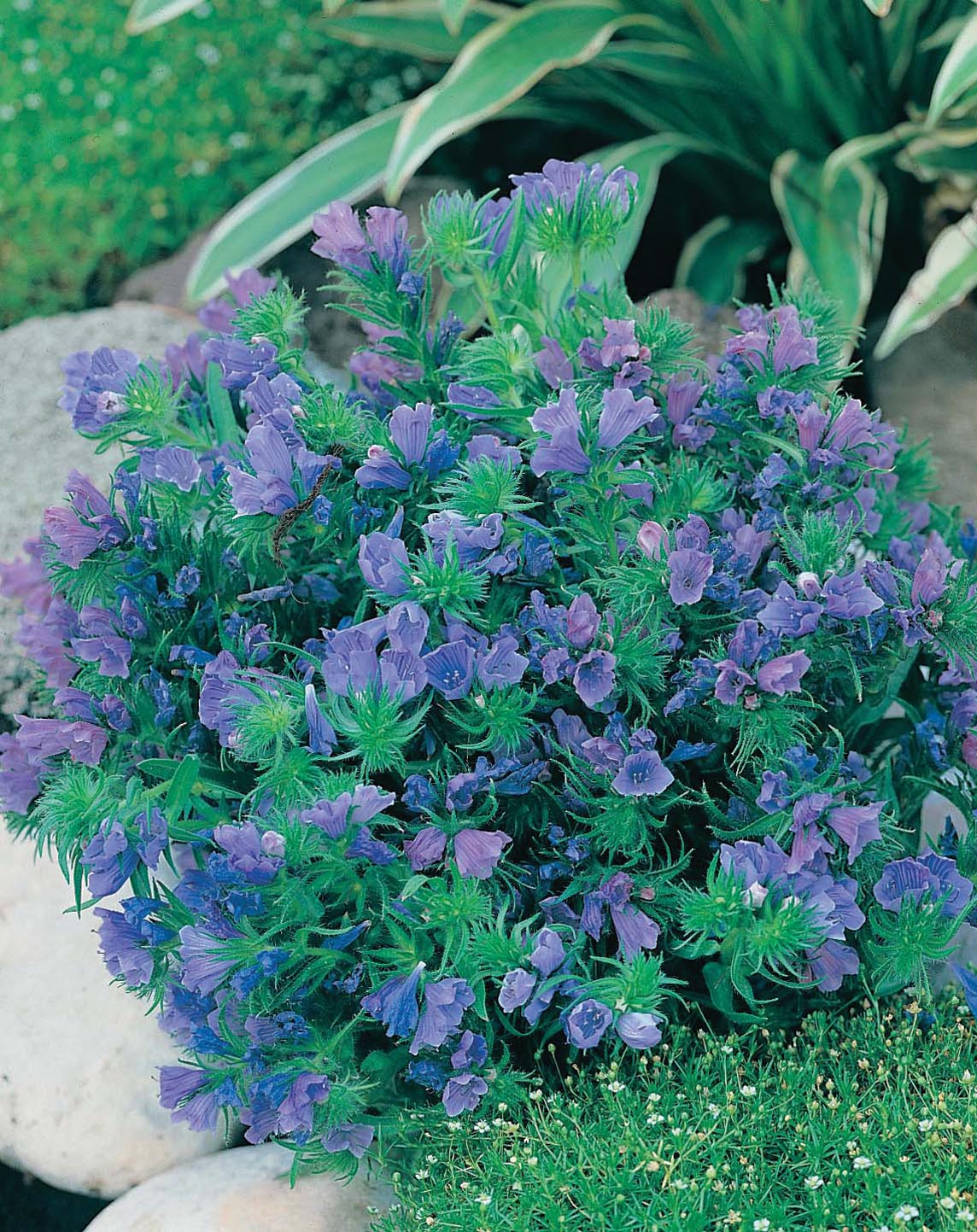 Echium Blue Bedder Seeds - Image 3