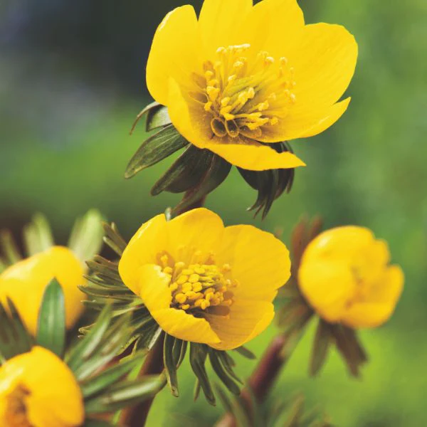 Eranthis Hyemalis Flower Bulbs - Image 2