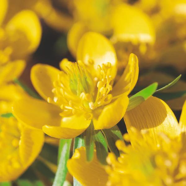Eranthis Hyemalis Flower Bulbs - Image 3