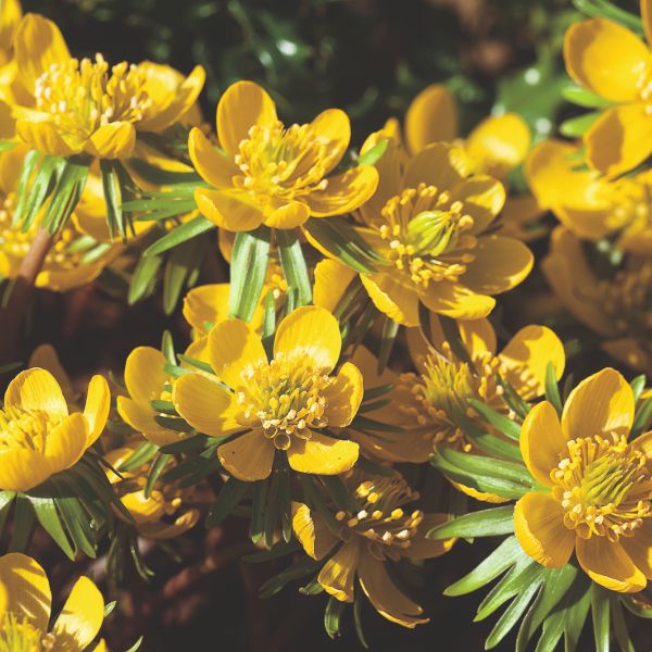 Eranthis Hyemalis Flower Bulbs - Image 4