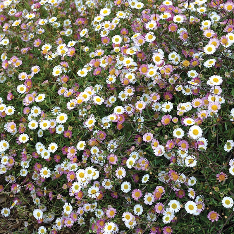 Erigeron Stallone Flower Plants - Image 3