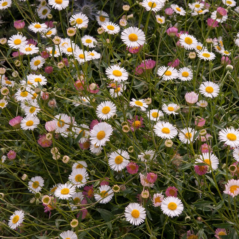 Erigeron Stallone Flower Plants - Image 4