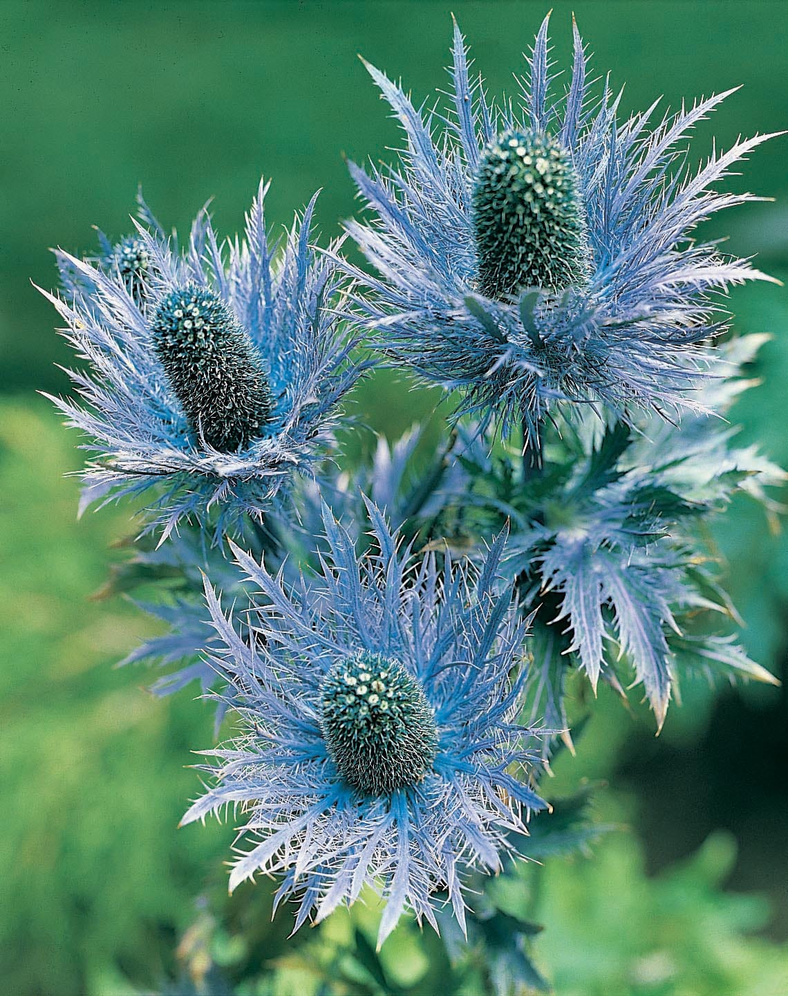 Eryngium Alpinum Superbum Seeds - Image 3
