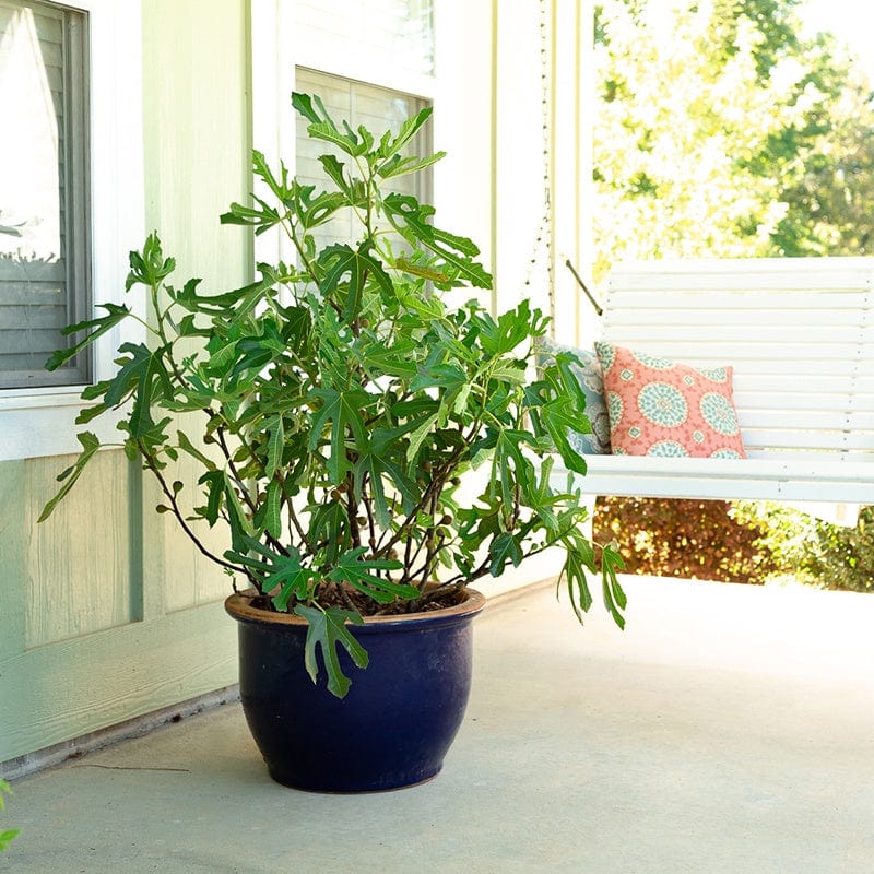 Fig (Ficus) Little Miss Figgy Fruit Plant - Image 2