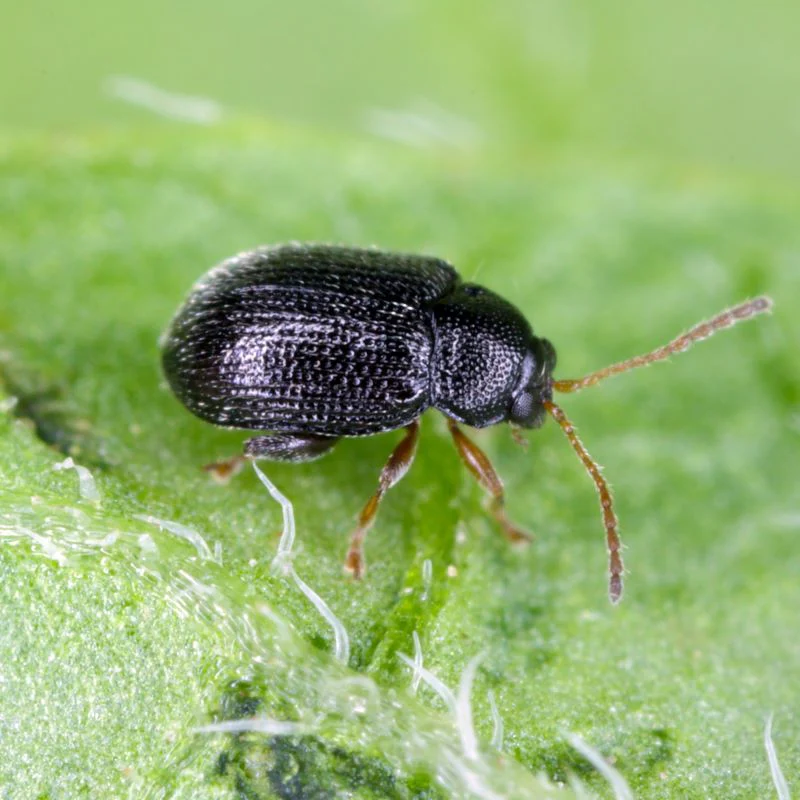 Flea and Flea Beetle Control Nematodes 25sqm x 2 (2 sachets) - Image 3