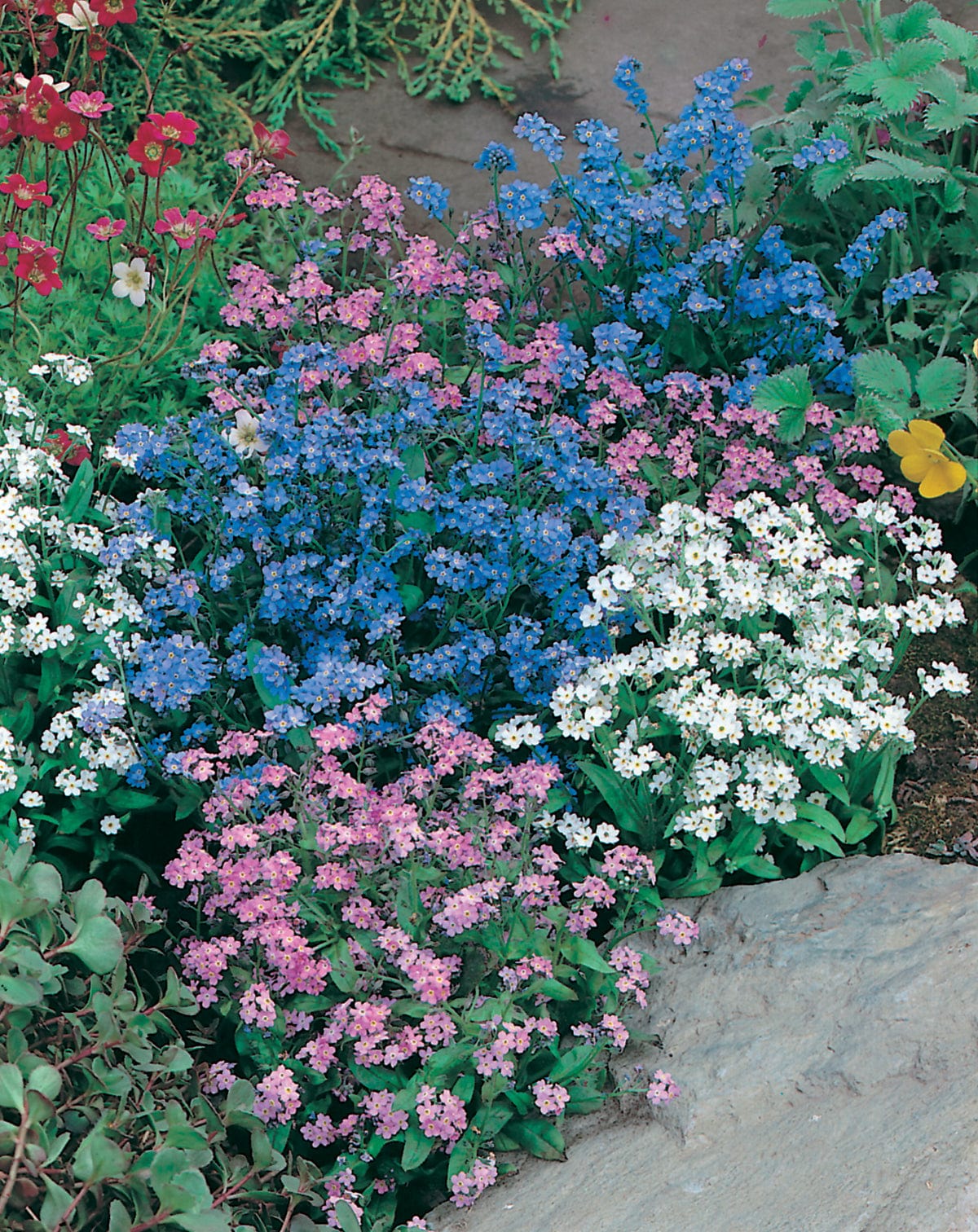 Forget Me Not Mixed Seeds - Image 3