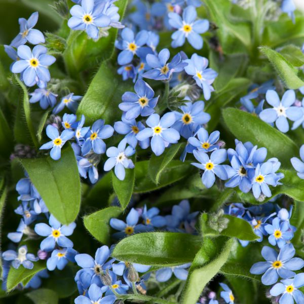 Forget-Me-Not Mon Amie Blue Bedding Flower Plants - Image 3