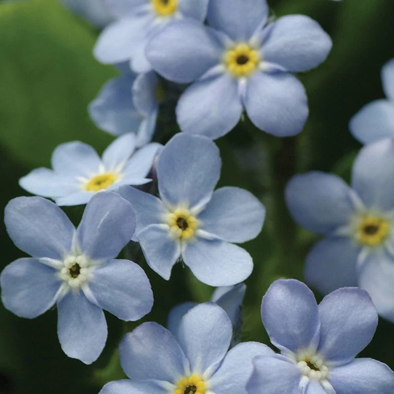 Forget-Me-Not Mon Amie Blue Bedding Flower Plants - Image 4