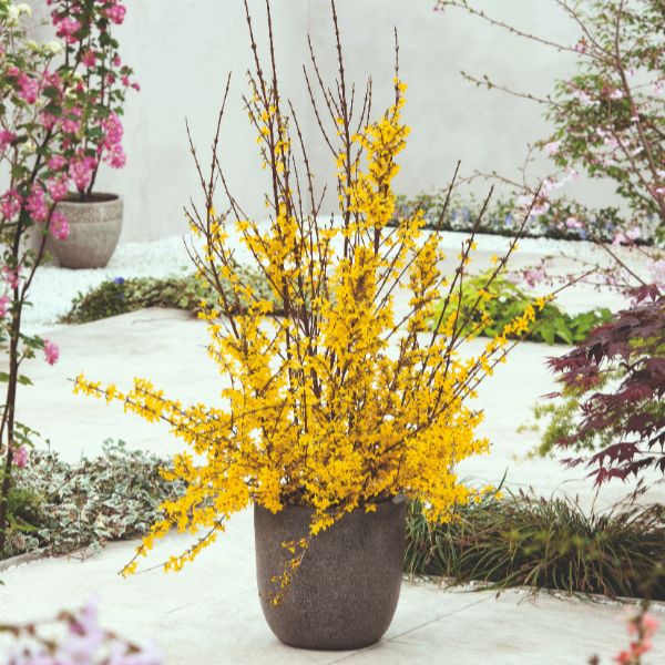 Forsythia Intermedia Weekend Flower Plant - Image 2