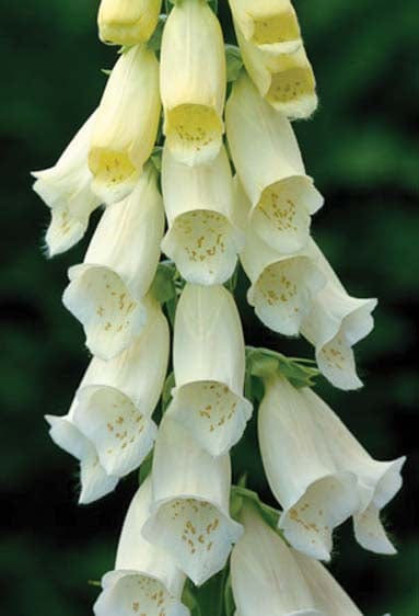 Foxglove Alba Seeds - Image 3