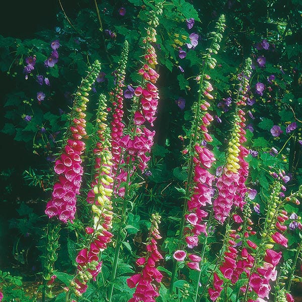 Foxglove Seeds - Image 3