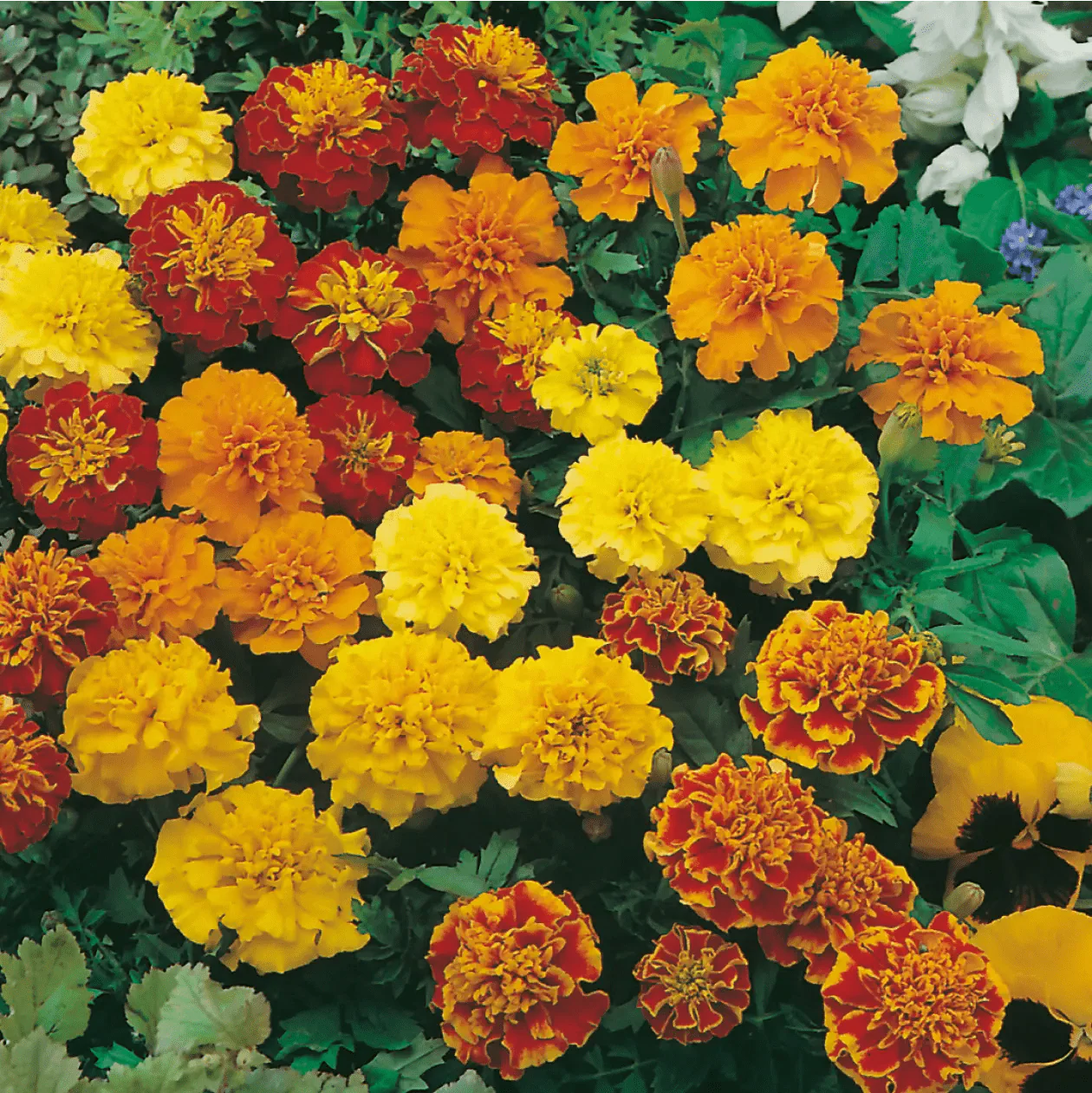French Marigold Dwarf Double Mixed Seeds - Image 3