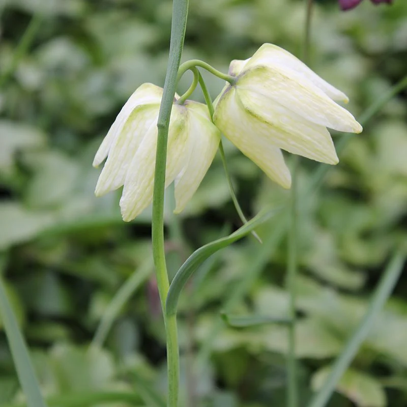 Snakeshead Fritillary Bulb Collection - Image 3
