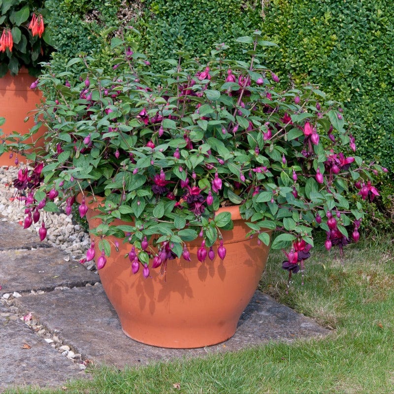 Fuchsia (Bush) Blacky Flower Plants