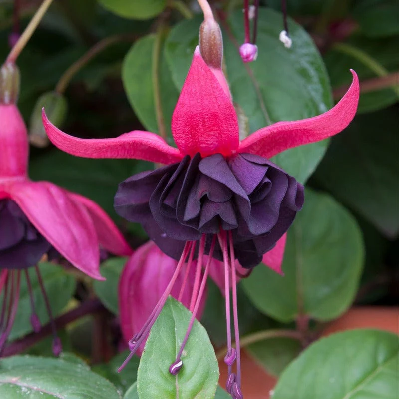 Fuchsia (Bush) Blacky Flower Plants - Image 2