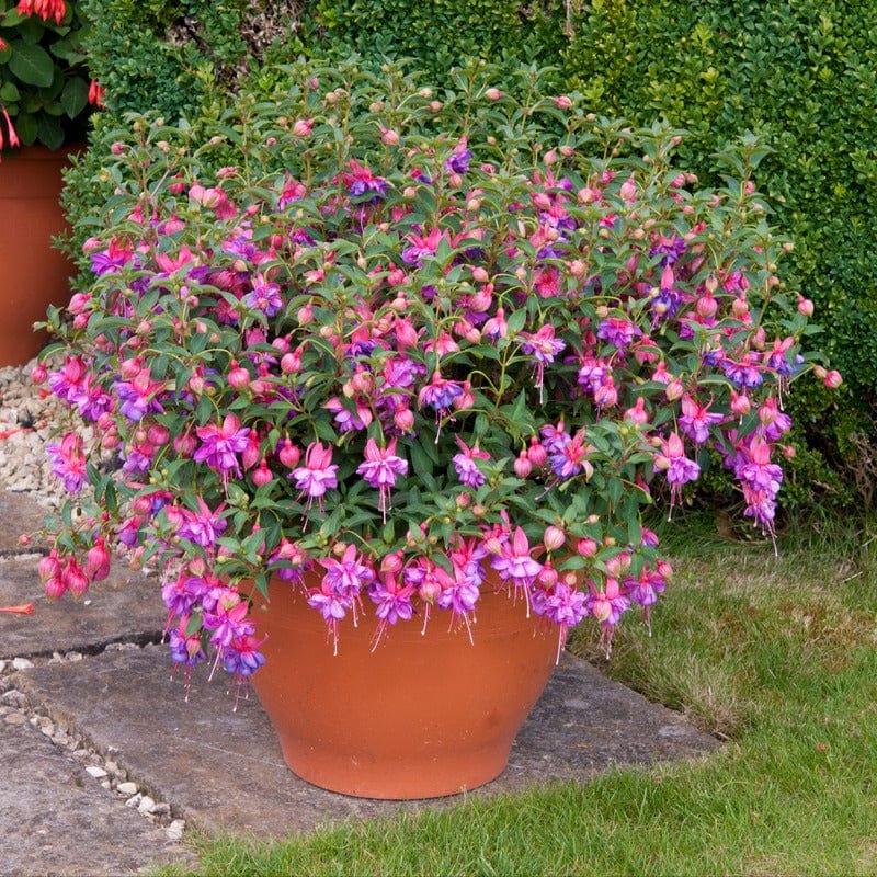 Fuchsia (Bush) Collection