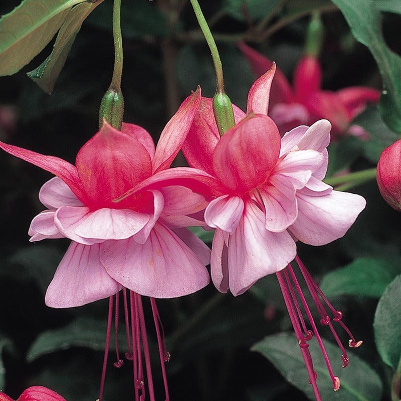 Fuchsia (Bush) Collection - Image 3