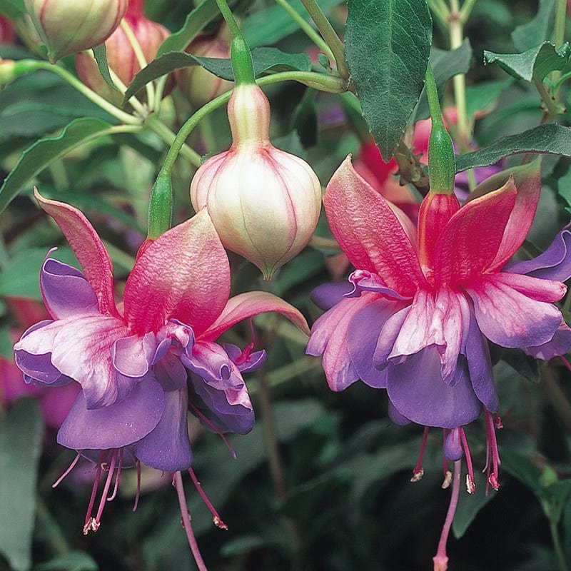 Fuchsia (Bush) Winston Churchill Flower Plants