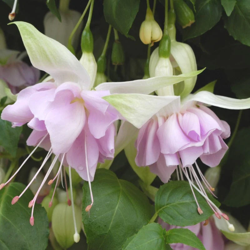 Fuchsia Giant Trailing Collection - Image 3