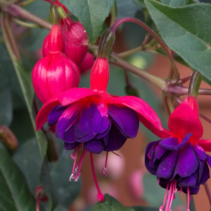 Fuchsia Giant Trailing Collection - Image 4