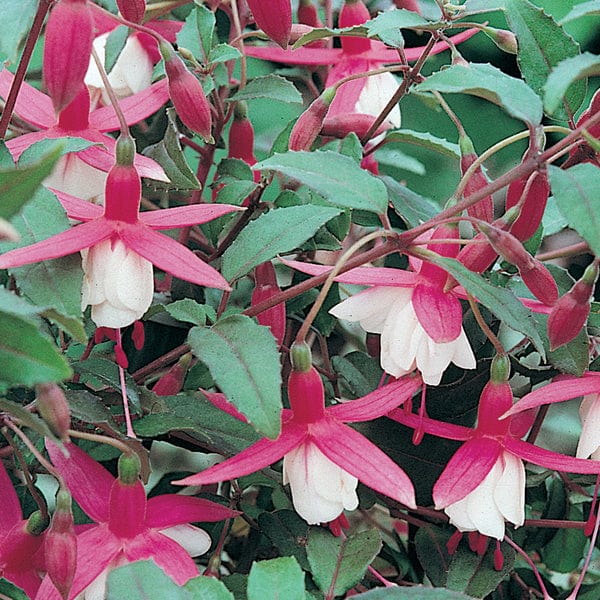 Fuchsia Hardy Collection - Image 4