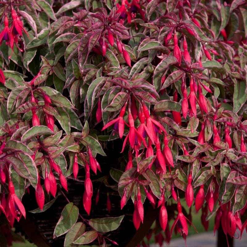 Fuchsia (Hardy) Tom West