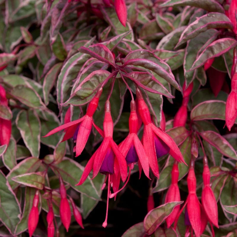 Fuchsia (Hardy) Tom West - Image 2