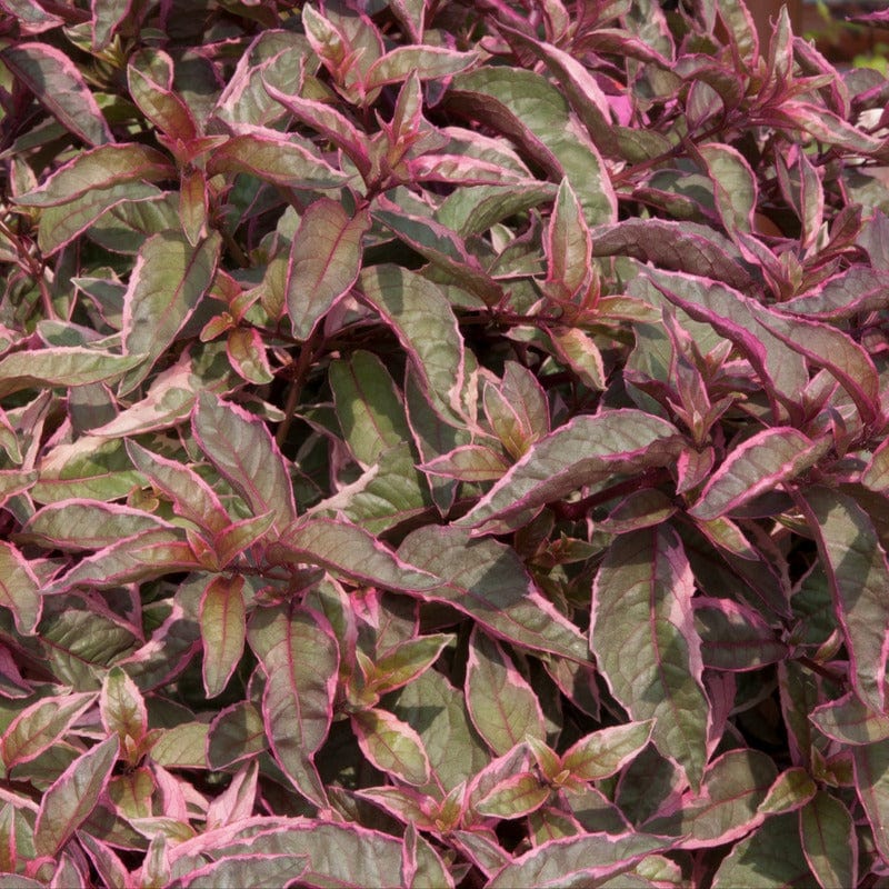 Fuchsia (Hardy) Tom West - Image 3