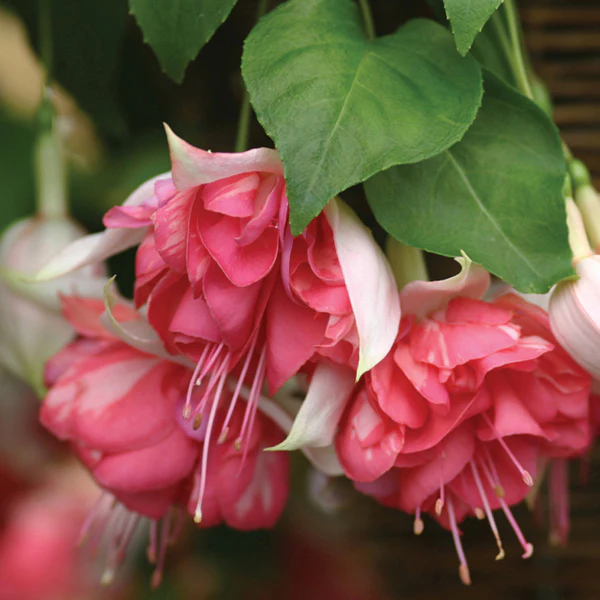 Fuchsia Peachy (Giant Trailing) Flower Plants - Image 2