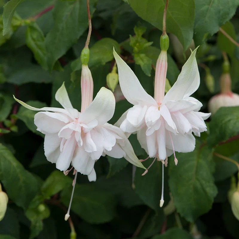 Fuchsia Pink Marshmallow (Giant Trailing) Flower Plants