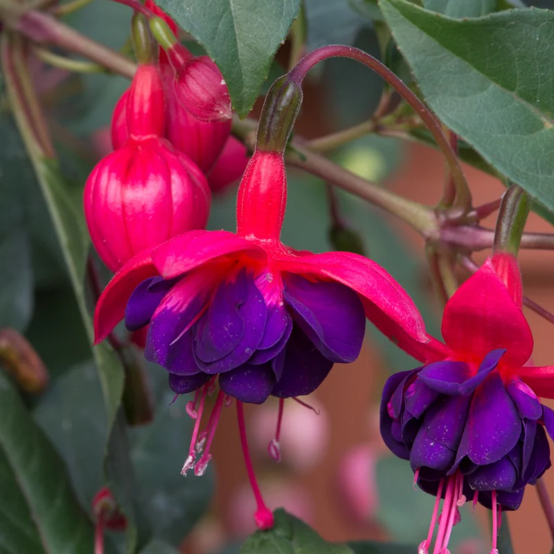 Fuchsia Trailing Dollar Princess