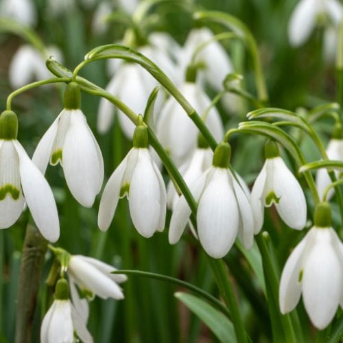 Snowdrops Galanthus nivalis Flower Bulbs - Image 2