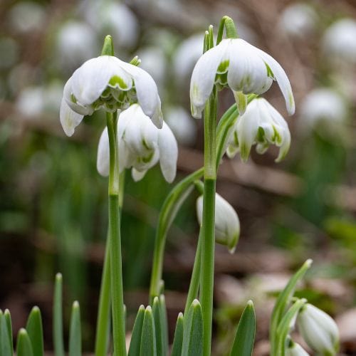Snowdrops Galanthus nivalis Flower Bulbs - Image 3