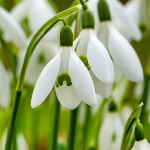 Snowdrops Galanthus nivalis Flower Bulbs - Image 4