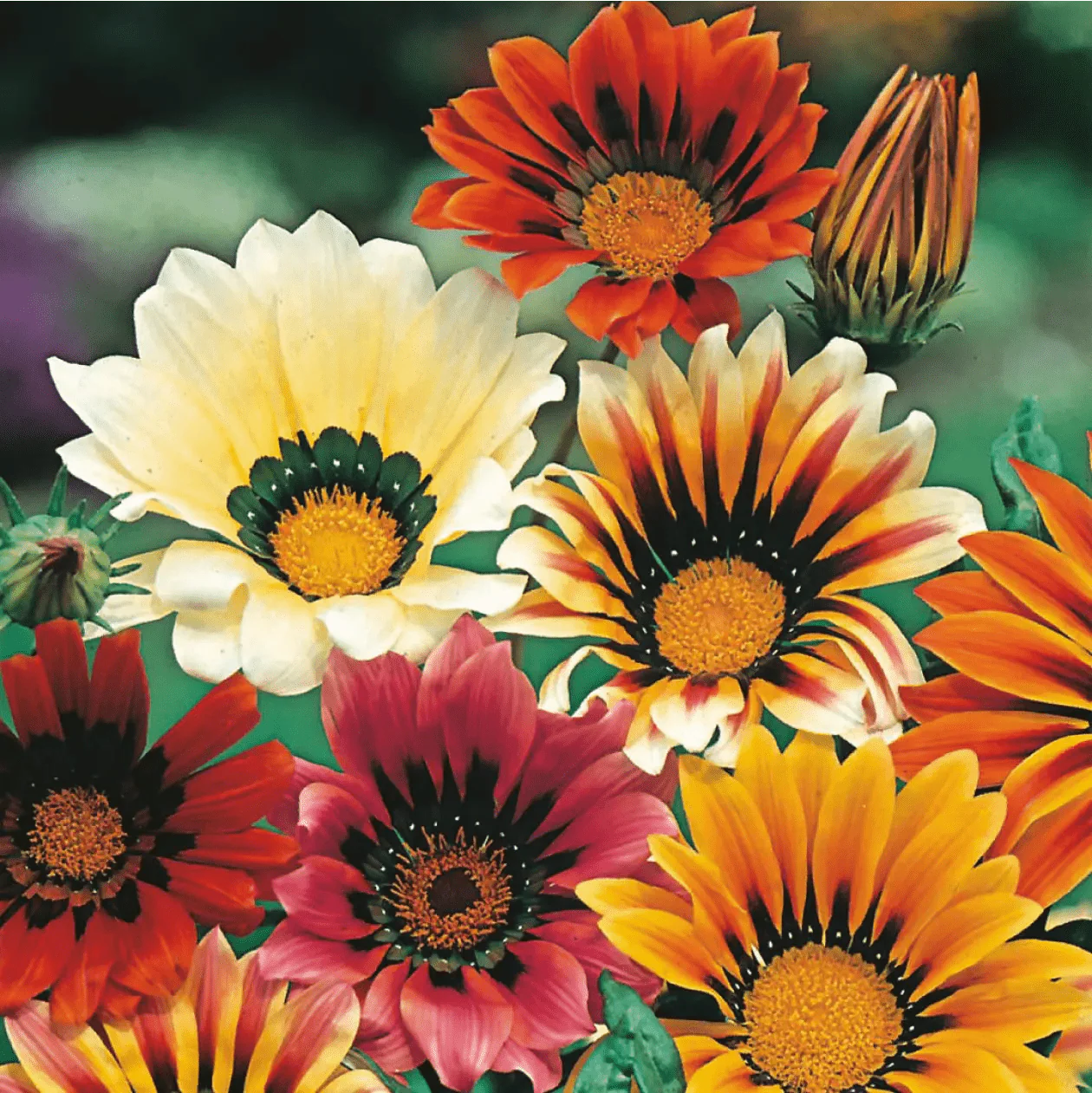 Gazania Sunshine Mixed Seeds - Image 3