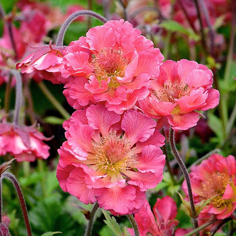 Geum Young plant Collection - Image 3
