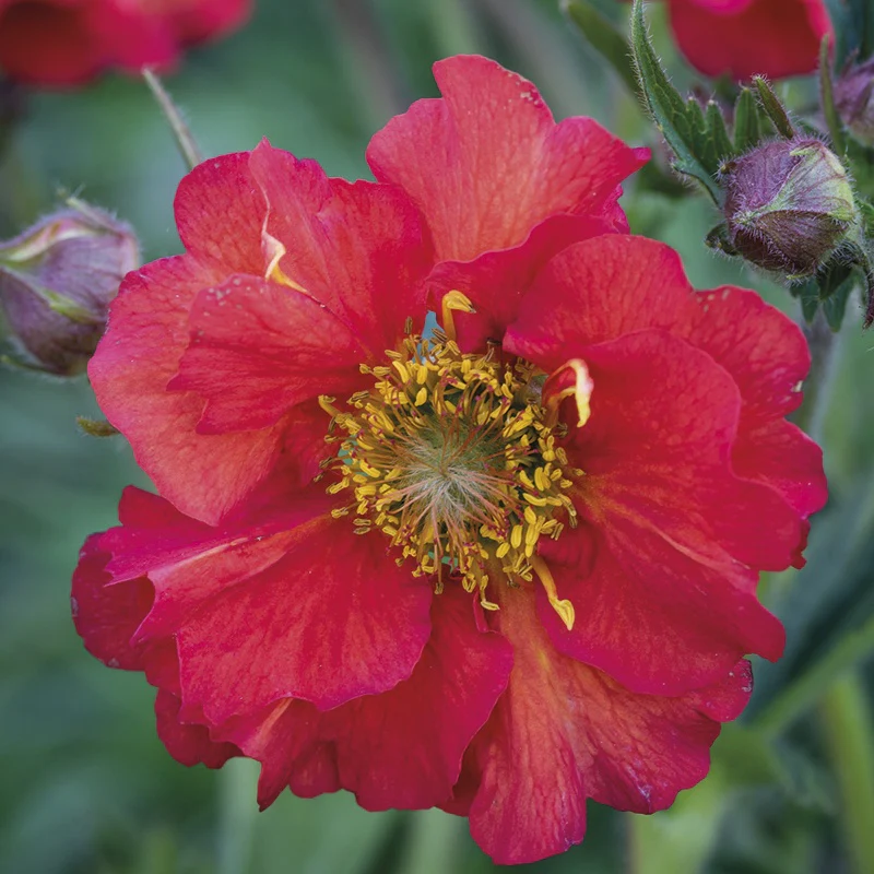 Geum Scarlet Tempest Flower Plants