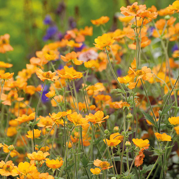 Geum Totally Tangerine
