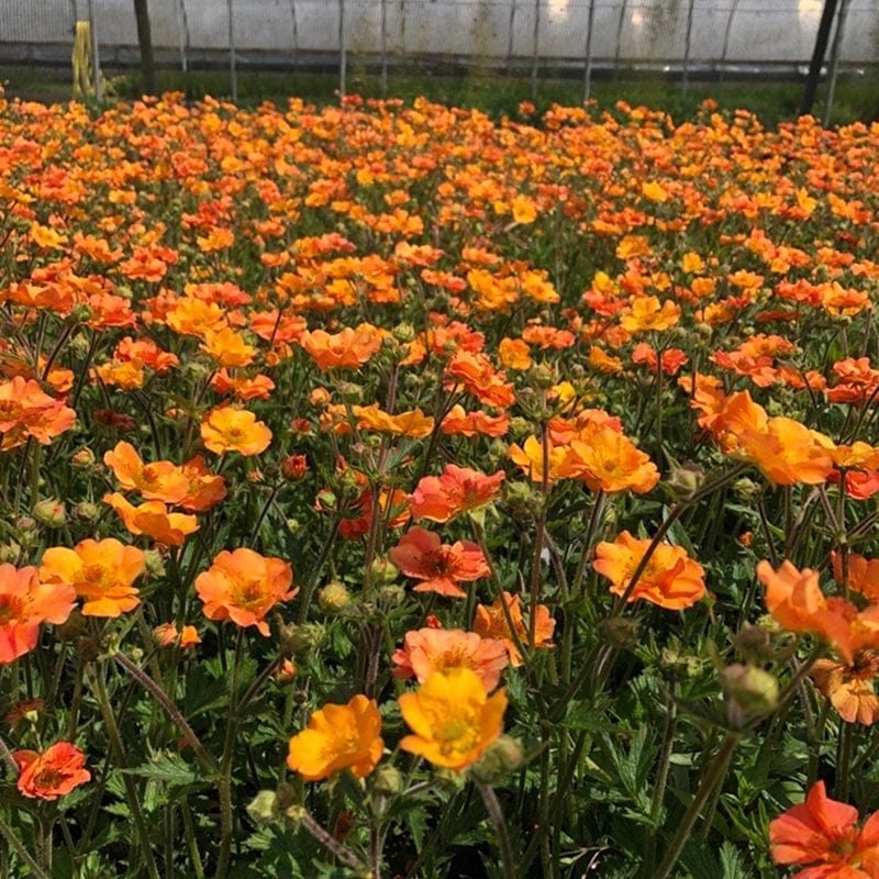 Geum Totally Tangerine - Image 2