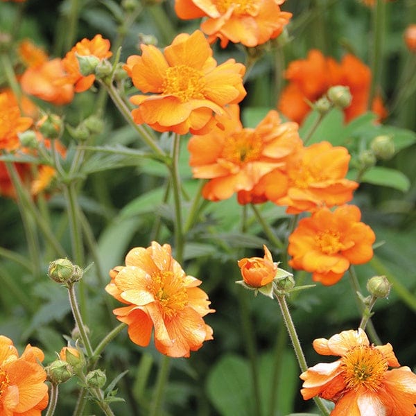 Geum Totally Tangerine - Image 3