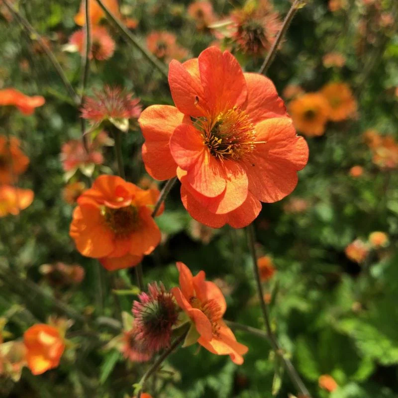 Geum Totally Tangerine - Image 4