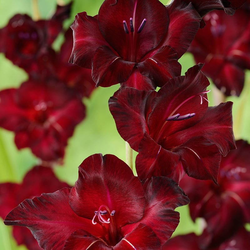 Gladioli Border Collection - Image 3