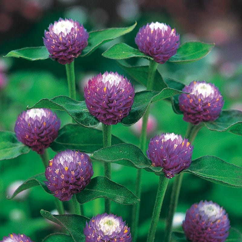 Gomphrena Atomic Purple Seeds - Image 3