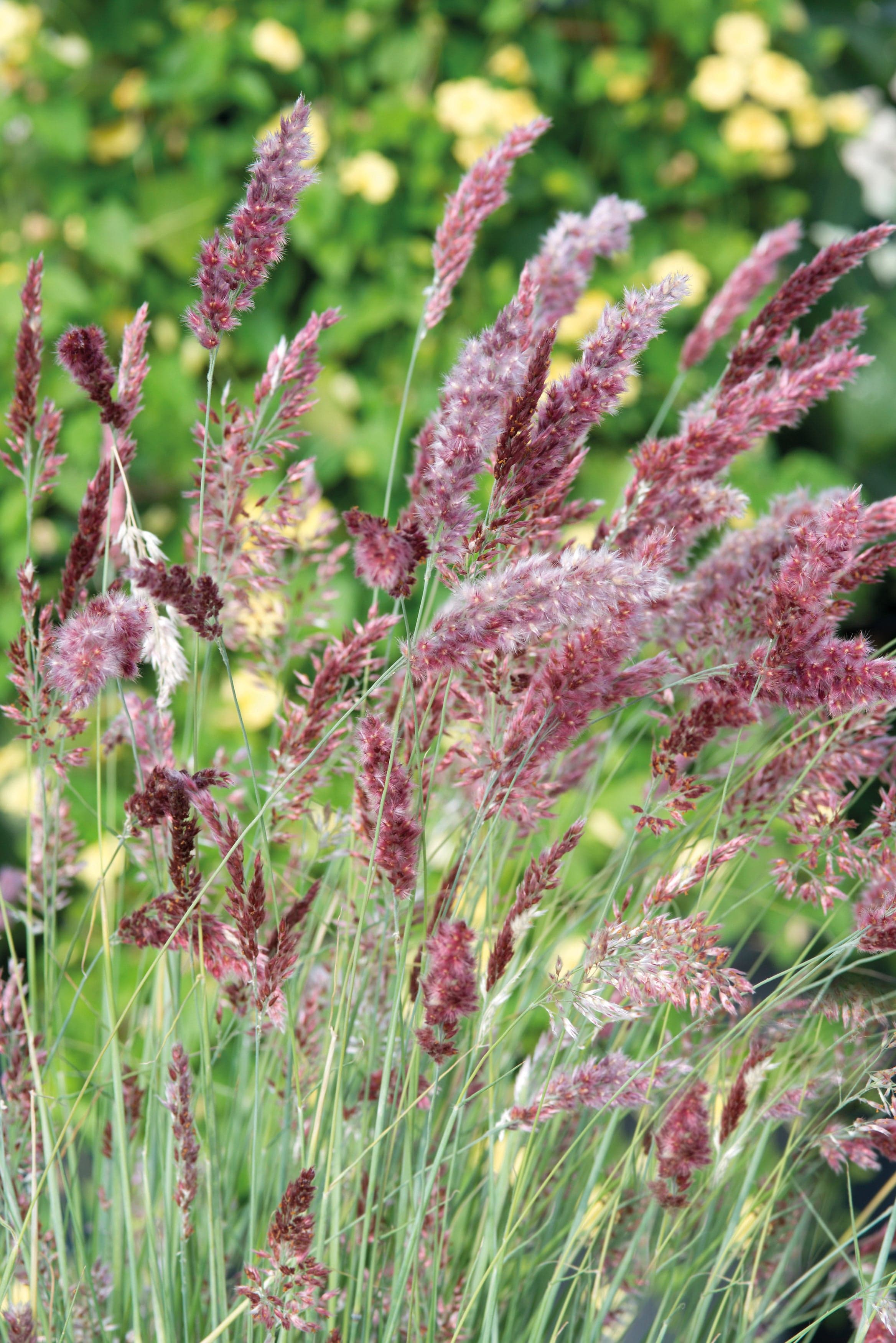 Grass Melinis Karoo Queen Seeds - Image 3