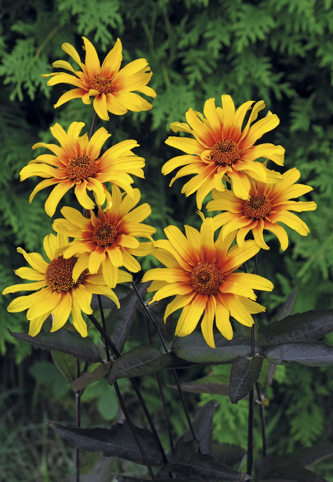 Heliopsis Burning Hearts Seeds