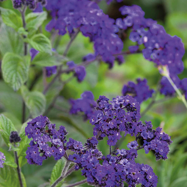Heliotrope Midnight Sky Flower Plants - Image 2
