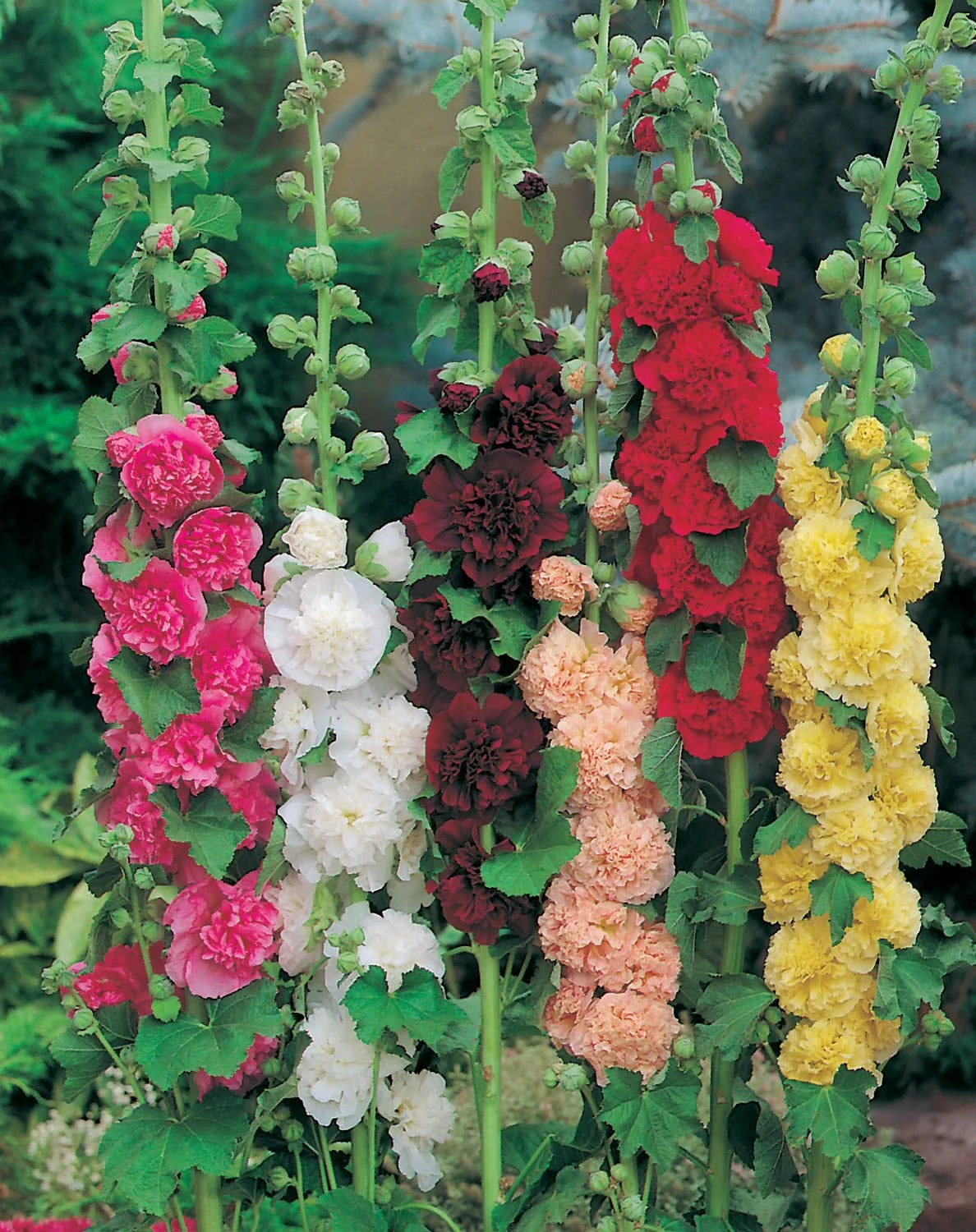 Hollyhock Double Mixed Seeds - Image 3